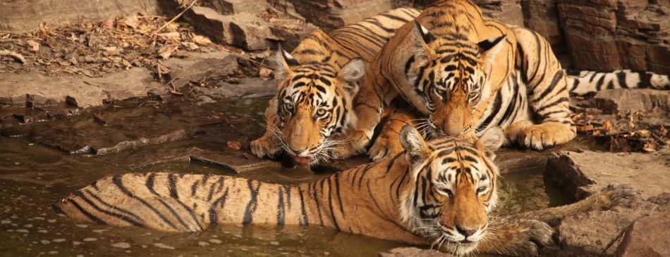 Obrázek k článku Indie - NP Ranthambore, tygr bengálský - 40