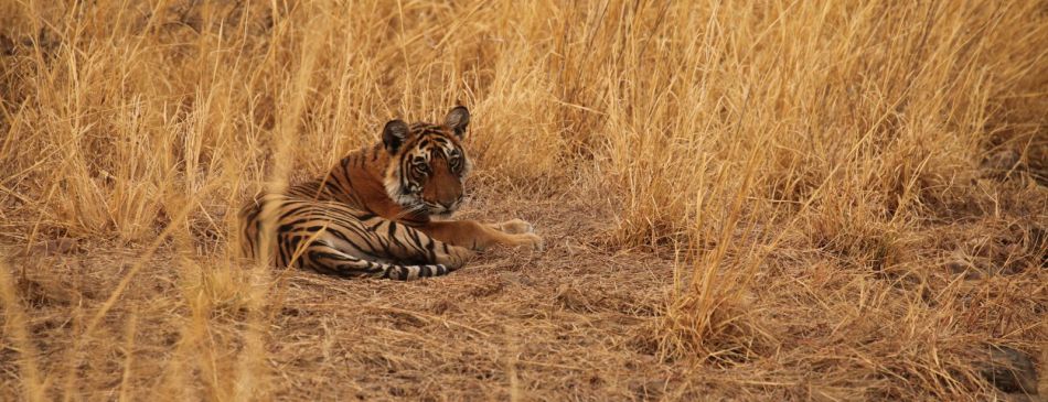 Obrázek k článku Indie - NP Ranthambore, tygr bengálský - 31