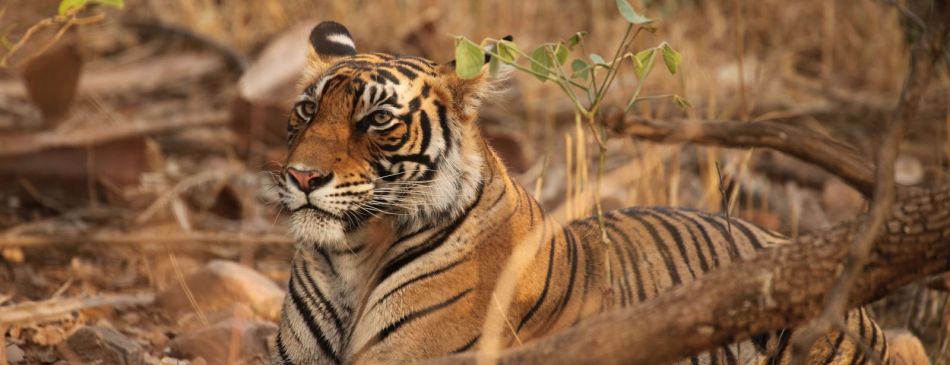 Obrázek k článku Indie - NP Ranthambore, tygr bengálský - 10