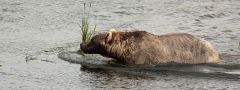 Katmai national park