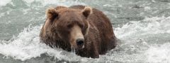 Katmai national park