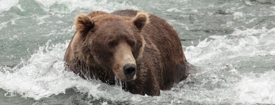 Image for article Katmai national park - 20110902-144846-IMG_4658